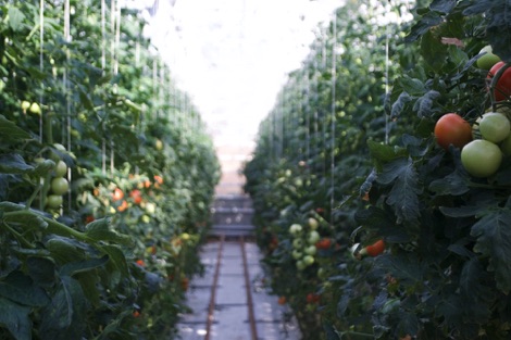 Fridheimar, rows of tomato plants
